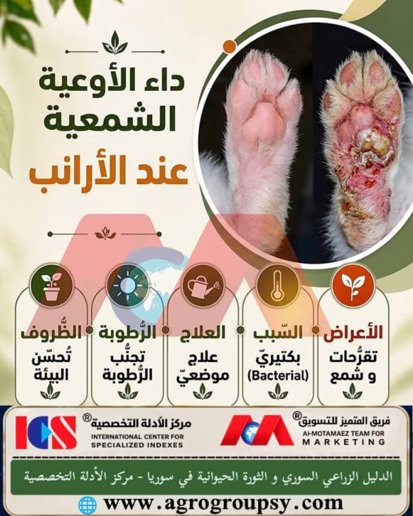هل يُعد داء الأوعية الشمعية (Waxy Paws) في الأرانب من الأمراض الجلدية والوعائية النادرة التي تصيب وسائد أقدام الأرنب وتسبب ألماً كبيراً وصعوبة في الحركة؟