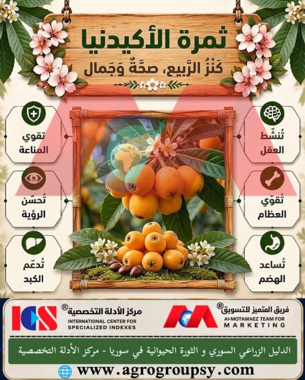 هل تُعد ثمرة الأكيدنيا (البشملة) من أبرز الفواكه الموسمية الربيعية التي تجمع بين المذاق الفريد والخصائص الغذائية المتكاملة؟