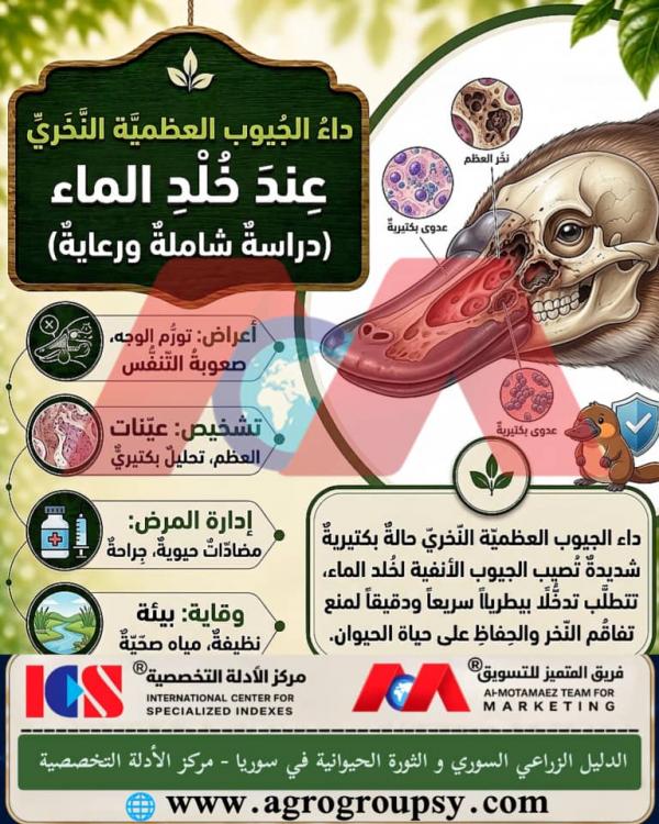 هل يُعد داء الجيوب العظمية النخري في حيوان خُلد الماء من الأمراض البكتيرية الخطيرة التي تهاجم الججيوب الأنفية والهياكل العظمية للرأس؟