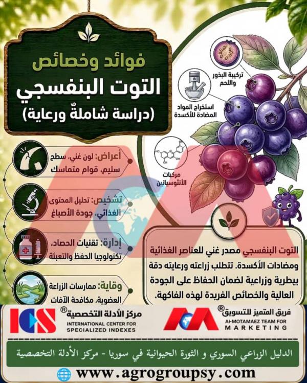 هل يحتل التوت البنفسجي مكانة بارزة بين الفواكه الغنية بالكنوز الطبيعية والصيدليات المتكاملة بفضل تركيبته الكيميائية الحيوية ومضادات الأكسدة القوية؟