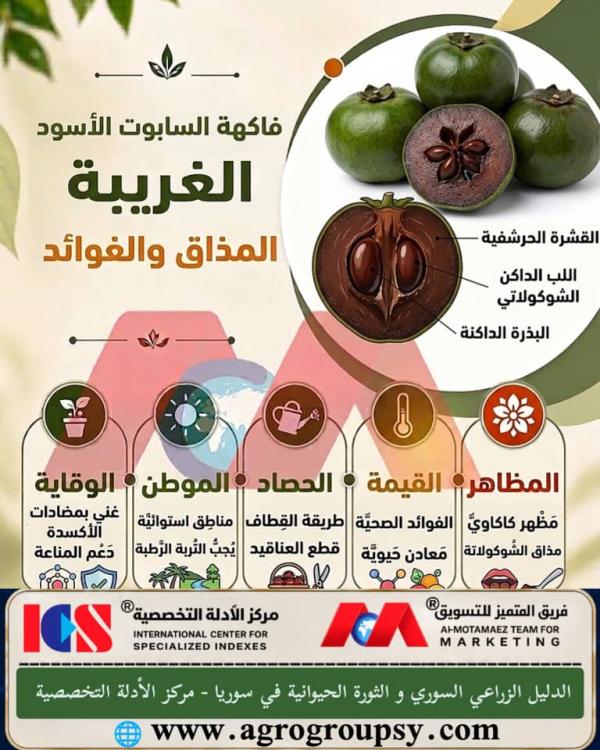 هل تحتل فاكهة السابوت الأسود مكانة فريدة بين الفواكه الاستوائية بفضل لبها البني الشوكولاتي وقوامها الكريمي الغني بالفوائد الصحية؟