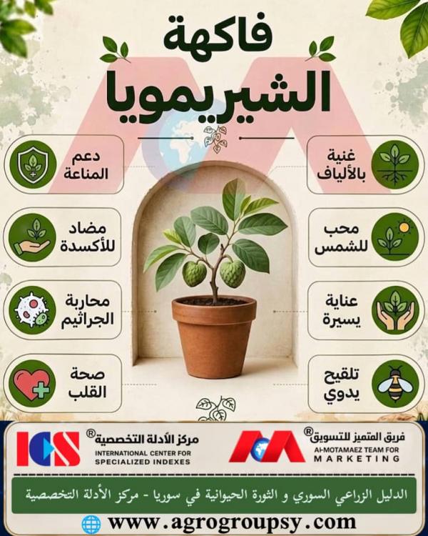 هل تحتل فاكهة الشيريمويا (قلب القشطة) مكانة بارزة بين الفواكه الاستوائية بفضل قوامها الكريمي الشبيه بالكاسترد ونكهتها الفريدة التي تدمج بين الموز والأناناس والفراولة؟