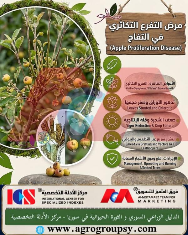 هل يُعد مرض التفرع التكاثري في التفاح (Apple Proliferation Disease) من أخطر الأمراض الفيروسية وشبه الفيروسية التي تهدد بساتين التفاح وتؤثر على الإنتاجية العامة؟
