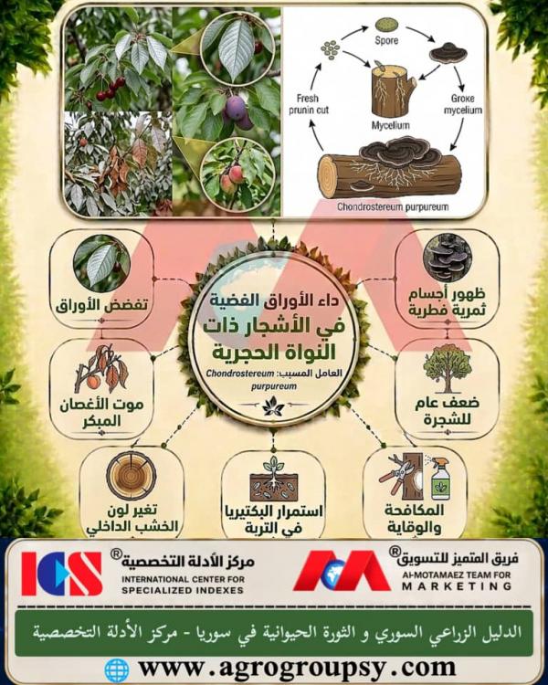 هل يُعد 