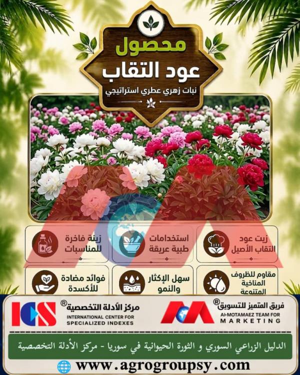 هل يحتل نبات عود الثقاب العطري مكانة استراتيجية متصاعدة بفضل قيمته الجمالية والاقتصادية العالية وقدرته الفريدة على التكيف مع مختلف الظروف المناخية؟