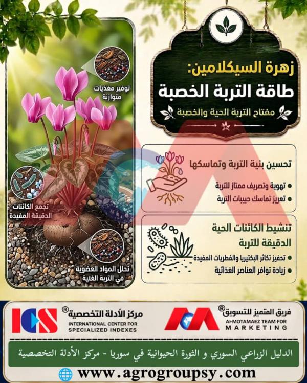 هل تُعد زهرة السيكلامين عاملاً فاعلاً في تحسين بيئة التربة وتنشيطها بفضل وظائفها البيولوجية والفيزيائية العميقة؟