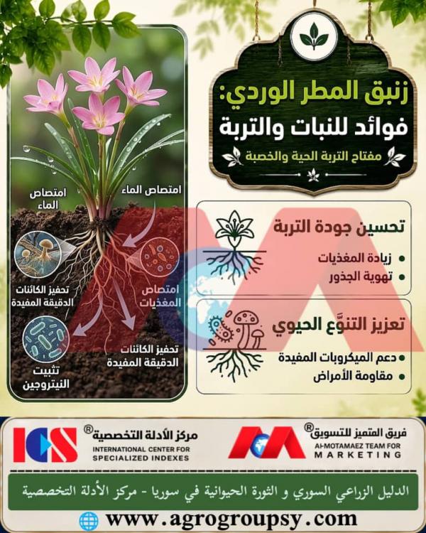 هل يُعد زنبق المطر الوردي عاملاً بيولوجياً نشطاً لإحياء التربة ورفع خصوبتها بفضل وظائفه الجذعية والبيئية العميقة؟