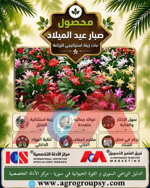 هل يُعد نبات صبار عيد الميلاد من أهم نباتات الزينة الاستراتيجية للزراعة المنزلية والديكور الداخلي بفضل أزهار الشتوية الزاهية وقدرته على تنقية الهواء؟
