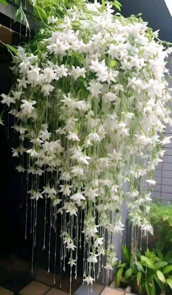 White Jasmine