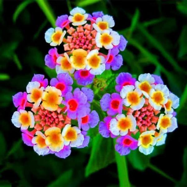 Lantana camara