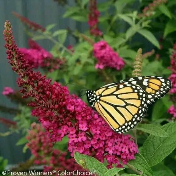 Butterfly Tree