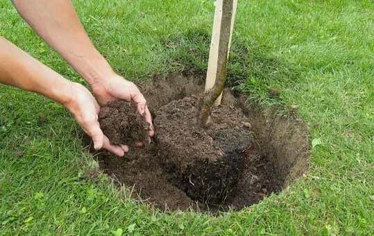 Fruit trees and suitable soil for planting them