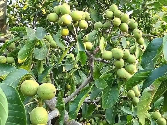 Dwarf Walnut Tree