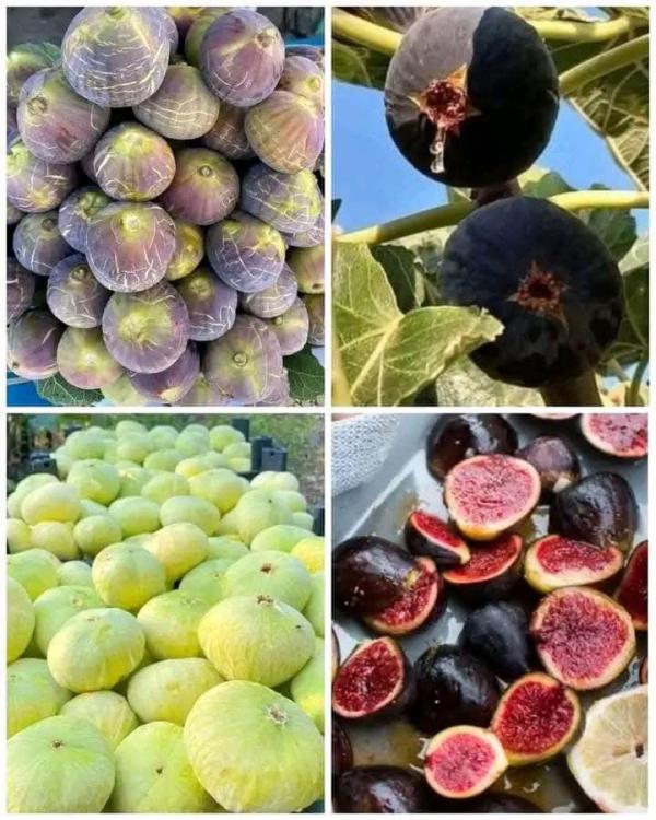 What is fig syrup or fig honey?