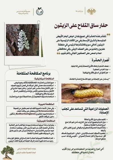 حفار ساق التفاح: خطر يهدد الزيتون وطرق مكافحته