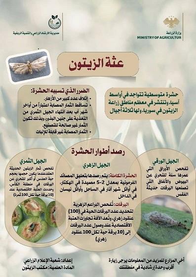 Comprehensive Guide to Combating the Olive Moth and Monitoring its Stages
