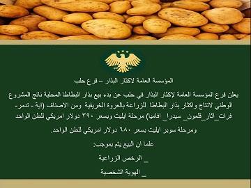 بدء بيع بذار البطاطا المحلية في حلب... الأصناف والأسعار للعروة الخريفية