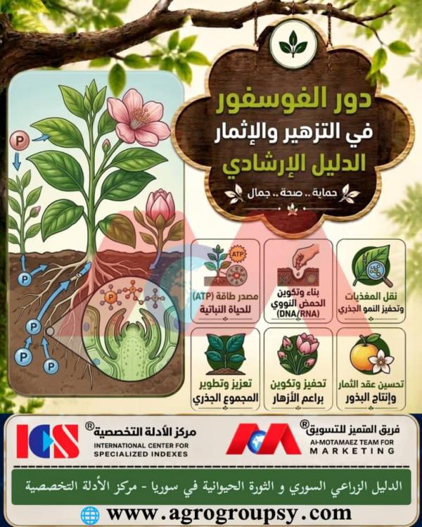 دور الفوسفور الأساسي في التزهير والإثمار وفقاً للدليل الإرشادي الزراعي: الطاقة الحيوية وجودة المحاصيل