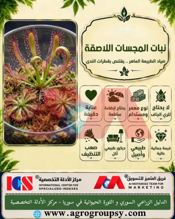 اسرار نبات المجسات اللاصقة: صياد الطبيعة الماهر، آليات التكيف البيئي، وعناية النباتات المفترسة