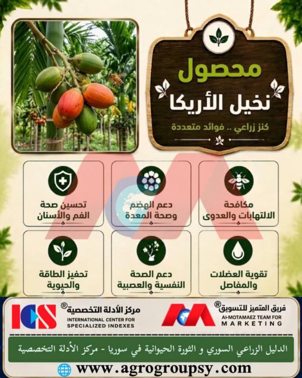 نخلة الأريكا: كنز زراعي ذو فوائد صحية متعددة، خصائص نخلة الكاتشو، ودورها الاقتصادي والاستثماري المستدام