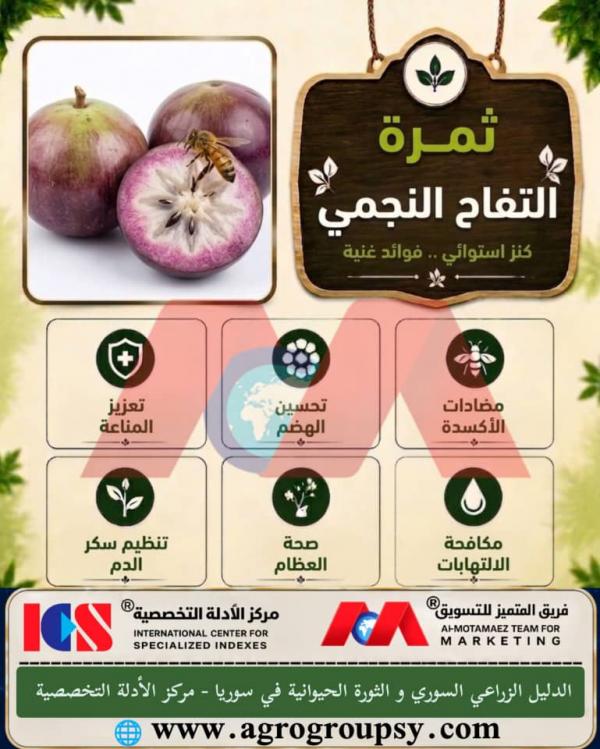 ثمرة التفاح النجمي: كنز استوائي وفوائد صحية غنية، الخصائص العلاجية، ودورها في تعزيز المناعة وصحة الهضم