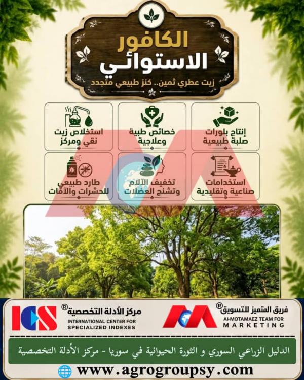 الكافور الاستوائي: كنز طبيعي متجدد وزيت عطري فائق الأهمية، الخصائص العلاجية، ودوره في الصناعات الدوائية المستدامة