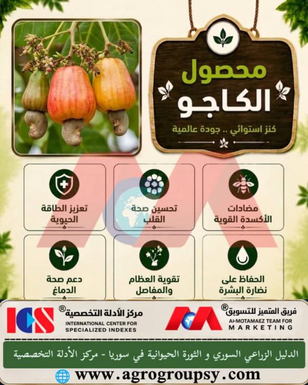 حصاد الكاجو الاستوائي: كنز غذائي ذو جودة عالمية وفوائد صحية متكاملة، الخصائص الغذائية، ودوره في دعم صحة القلب والمناعة