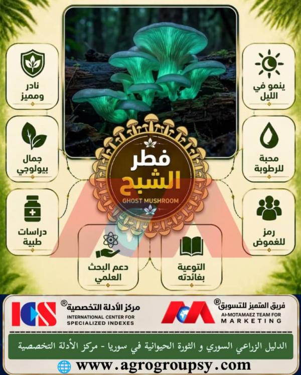 فطر الشبح المضيء: ظاهرة بيولوجية فريدة وعوالم غامضة تتألق في الظلام، آليات التوهج الحيوي، وأهميته في التكنولوجيا الحيوية
