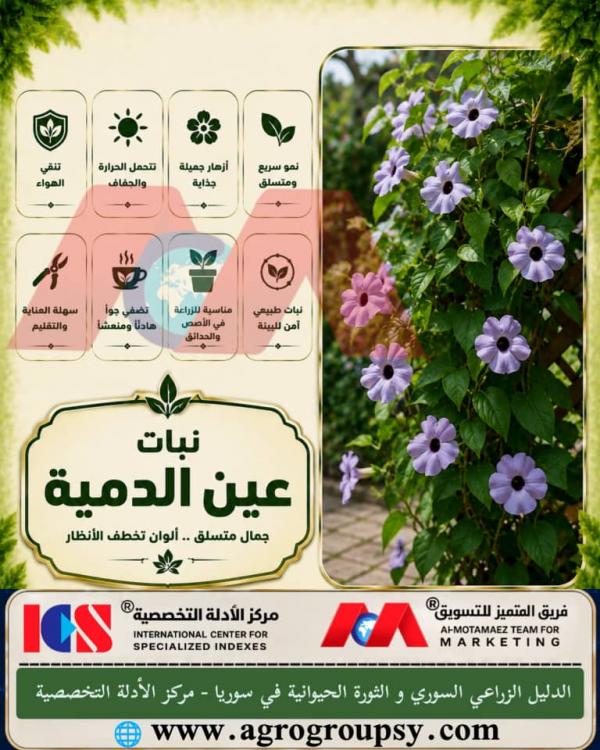 سحر الجمال المتسلق: دليل شامل لنبات عين الدمية، خصائص النمو والتسلق، ودوره في تحسين جودة البيئة الحضرية