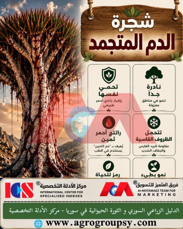 شجرة الدم المتجمد: العجيبة النباتية وأسرار صمغها الطبيعي، الخصائص العلاجية، ودورها في التوازن البيئي