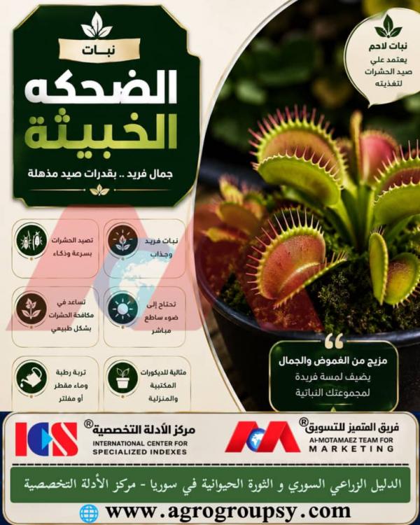 نبات الضحكة الخبيثة: العجيبة النباتية اللحمية وقدرات الصيد المذهلة، آليات الفخاخ الحيوية، ومتطلبات الرعاية في الأماكن المغلقة