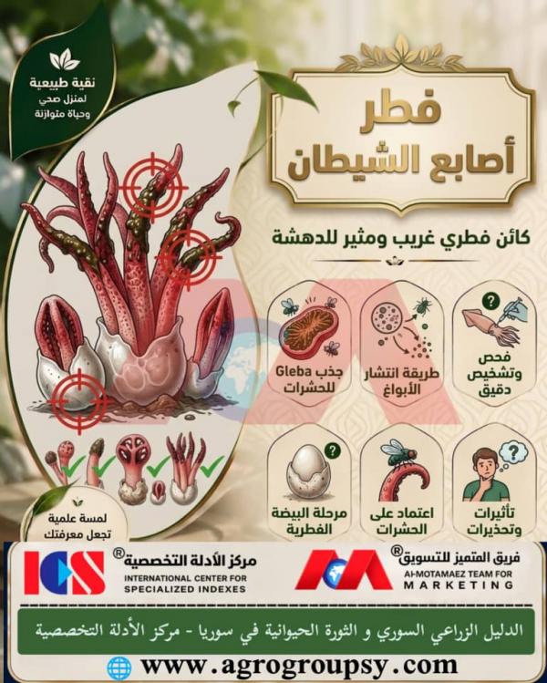 فطر أصابع الشيطان: الكائن الفطري الغريب ومثير الدهشة، دورة الحياة والتحلل العضوي، وأهميته في التوازن البيئي