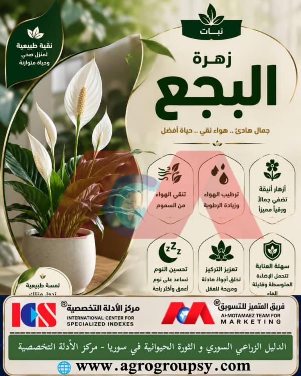 نبات زهرة البجع (سباثيفيلوم): جمالٌ هادئٌ.. هواءٌ نقيٌ.. حياةٌ أفضلٌ، نظرةٌ شاملةٌ من خبراء البستنة والصحة البيئية، تنقية الهواء، وسهولة العناية المنزلية