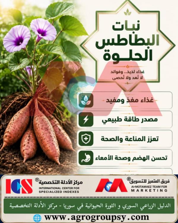 نبات البطاطس الحلوة: غذاء لذيذ وفوائد صحية وغذائية لا تُعد ولا تُحصى، القيمة الغذائية للمحاصيل الجذرية، واستراتيجيات التكيف الزراعي المستدام