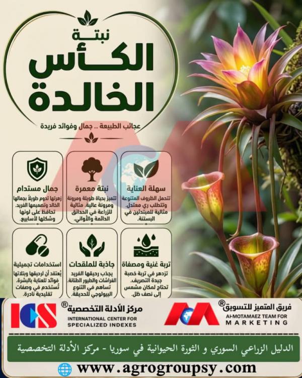 نبتة الكأس الخالدة: عجائب الطبيعة، جمال فريد وفوائد بيئية وبستانية متكاملة، آليات التكيف، واستراتيجيات التخطيط البستاني المستدام