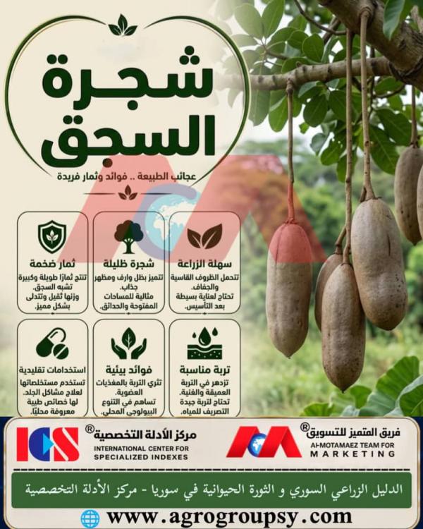 شجرة السحق: عجائب الطبيعة، فوائد عظيمة وثمار فريدة ذات قيمة عالية، الخصائص البستانية، ودورها في تعزيز التوازن البيئي المستدام