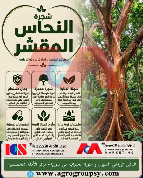 شجرة النحاس المقشر: دليل شامل لخصائصها البستانية، فوائدها الطبية، ودورها في التنمية البيئية المستدامة