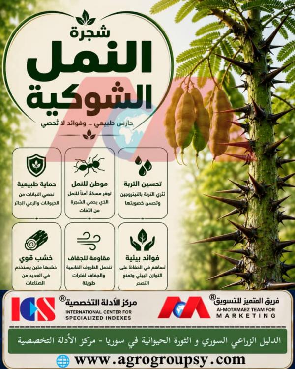 شجرة النمل الشوكية: حارس طبيعي، علاقات تكافلية مذهلة، ودورها الاستراتيجي في مكافحة التصحر