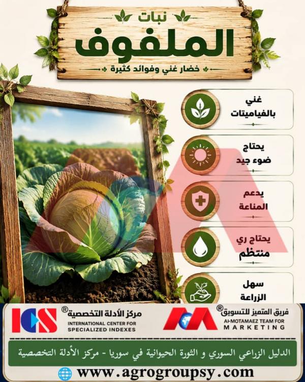 Secrets of Cabbage Cultivation and the Amazing Nutritional Benefits of This Winter Crop, Health Value, and Requirements for Care and Sustainable Agriculture