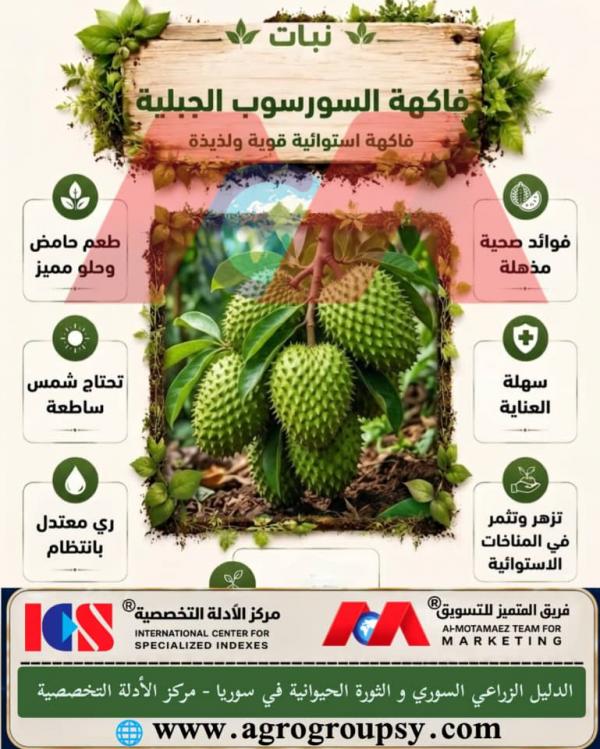 أسرار فاكهة السورسوب الجبلية والخصائص الغذائية والإنتاجية الفريدة لهذه الثمرة الاستوائية القوية، الفوائد الصحية، والاحتياجات البيئية للرعاية الزراعية