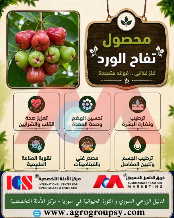 محصول تفاح الورد: كنز غذائي وفوائد متعددة، الخصائص العلاجية، ودوره البارز في دعم الصحة العامة وصحة الجهاز الهضمي