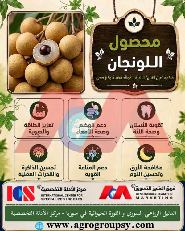 محصول اللونجان فاكهة عين التنين النادرة: فوائد مذهلة وكنز صحي، الخصائص الغذائية، ودورها البارز في دعم المناعة وتحسين جودة النوم