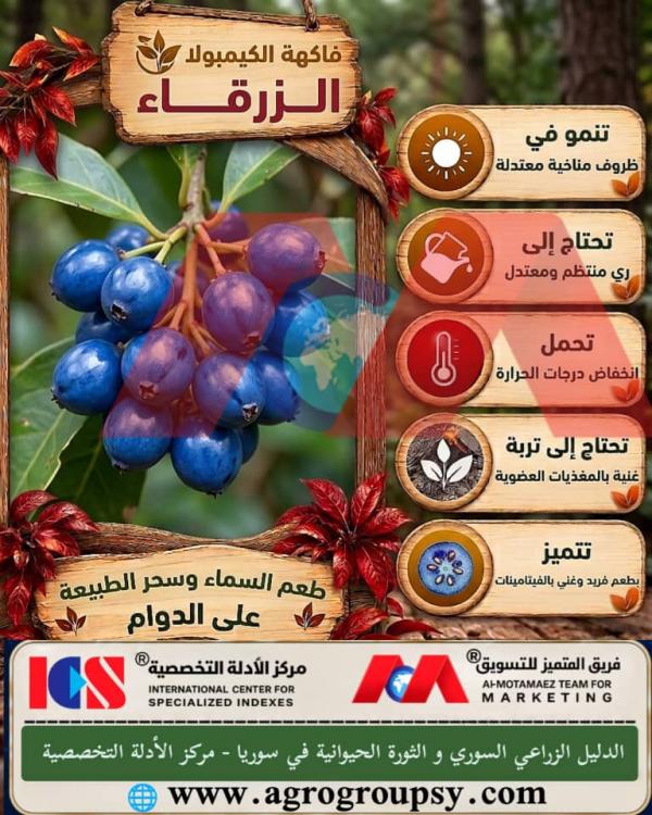 فاكهة الكيمبولا الزرقاء: كنز الطبيعة الغني بالفوائد والجمال الفريد، خصائص الإنتاج، والقيمة الغذائية لمضادات الأكسدة