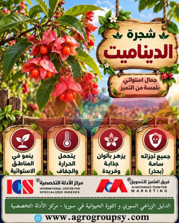 شجرة الديناميت: جمال استوائي خلّاب يخبئ أسراراً مذهلة في الطبيعة، آليات الدفاع الكيميائي، والخصائص الفيزيولوجية للنباتات الاستوائية