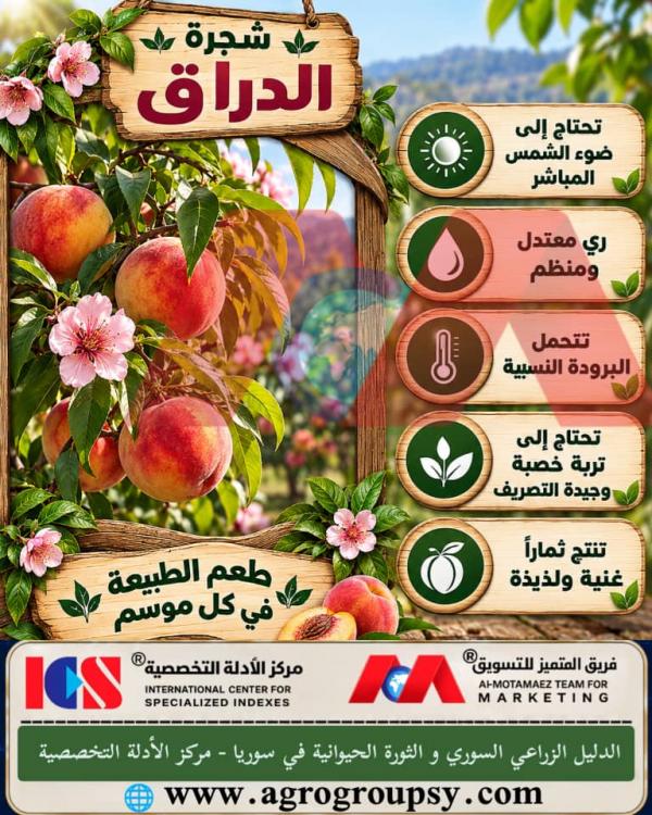 شجرة الدراق: بهجة البساتين وأسرار الإنتاج الوفير والفوائد الغنية، التأثيرات الضوئية، وخصائص التربة لزيادة الجودة الزراعية