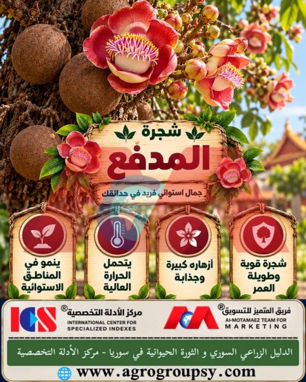شجرة المدفع: تحفة استوائية مذهلة تجمع بين هيبة التكوين وسحر الطبيعة البرية، ظاهرة الإثمار الجذعي، والخصائص الفيزيولوجية للنباتات الضخمة