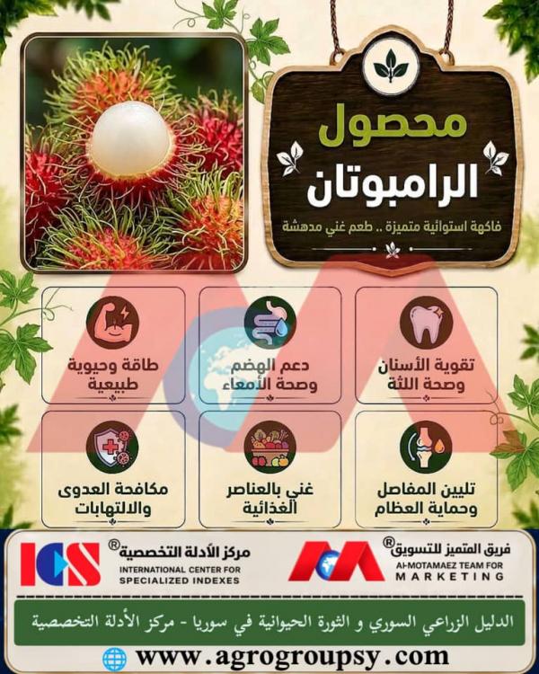 محصول الرامبوتان: فاكهة استوائية متميزة طعم غني مدهشة، الخصائص الغذائية، ودورها في تعزيز المناعة والطاقة الحيوية
