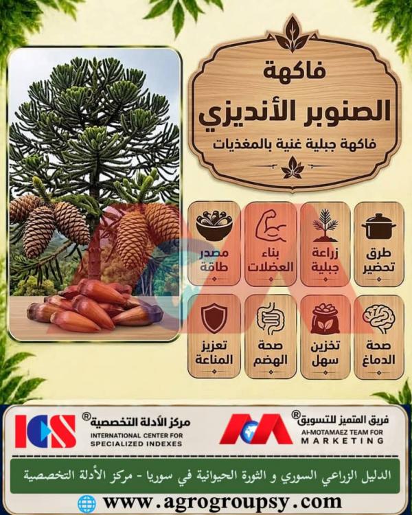 فاكهة الصنوبر الأنديزي: فاكهة جبلية غنية بالمغذيات، الخصائص الحيوية، ودور المكسرات الجبلية في تعزيز الصحة العامة والأمن الغذائي
