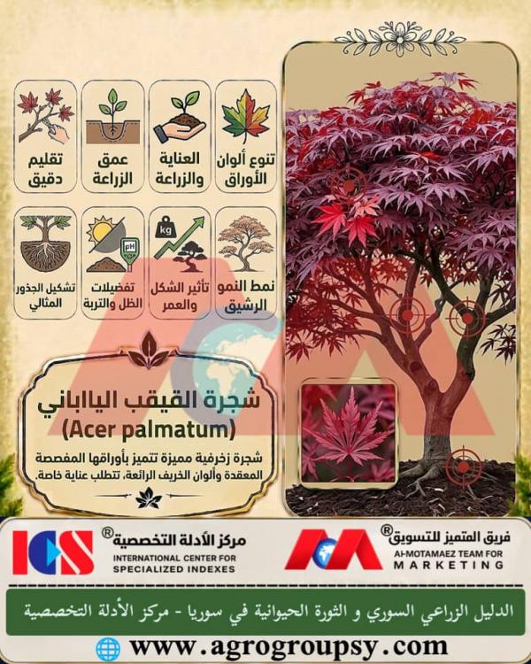 دليل شامل للعناية بشجرة القيقب الياباني (Acer palmatum): الخصائص الجمالية، شروط الزراعة، ومتطلبات التقليم والري