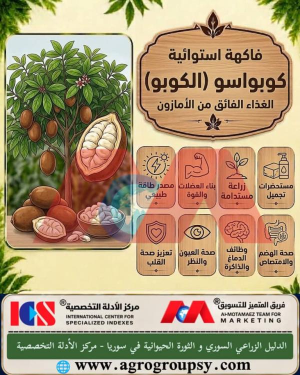 فوائد فاكهة كوبواسو (الكوبو): الغذاء الفائق القادم من الأمازون، الخصائص العلاجية، ودورها في تعزيز الصحة والجمال